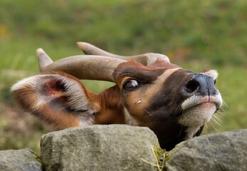 Mountain bongo © Hana