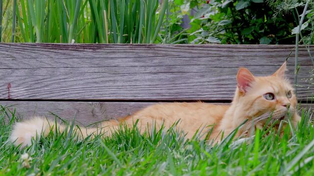 A predatory cat lies in ambush, waiting for a bird.