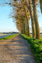 Rural landscape in France with long dirt road lined by trees, landscape stretching toward distant village houses, landscape calm and open, landscape shaped by soft spring light and fresh green grass
