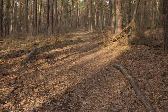 Scenic forest path covered with fallen autumn leaves and illuminated by morning sunlight through the trees
