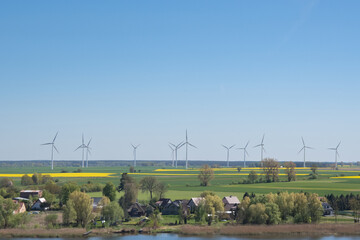 Naklejka premium rapeseed field and wind generators
