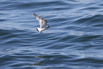 The little gull (Hydrocoloeus minutus) is a species of gull belonging to the family Laridae which is mainly found in the Palearctic. This photo was taken in Japan.