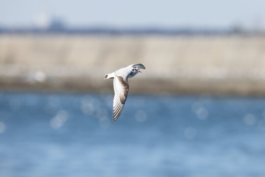 The little gull (Hydrocoloeus minutus) is a species of gull belonging to the family Laridae which is mainly found in the Palearctic. This photo was taken in Japan.
