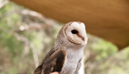 this is a close up of a barn owl
