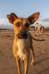 Obraz premium Curious Brown Dog on a Desert Beach at Golden Hour
