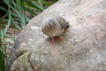 The brush Bronzewing pigeon is standing on a rock