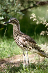 this is a side view of a bush stone curlew
