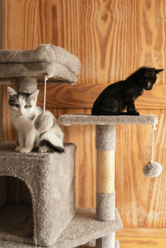 Cute foster kitten playing in a cat tree 
