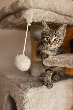 Cute foster kitten playing in a cat tree 