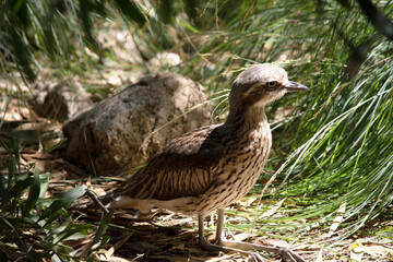 the bush stone curlew is resting on the ground