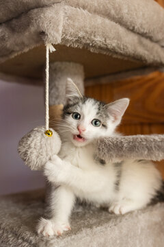 Cute foster kitten playing in a cat tree 