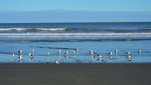M&ouml;wen tummeln sich am Ufer vor gelassenem K&uuml;stenpanorama, Spencer Park Beach, Spencerville, Christchurch, Neuseeland S&uuml;dinsel, Neuseeland, Ozeanien
