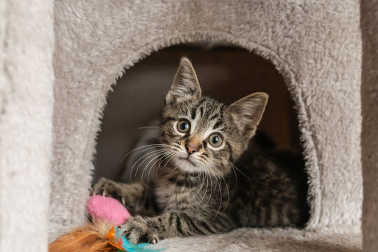 Cute foster kitten playing in a cat tree 