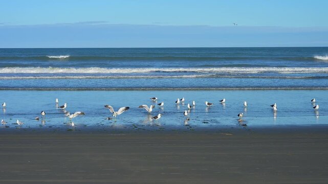 M&ouml;wen tummeln sich am Ufer vor gelassenem K&uuml;stenpanorama, Spencer Park Beach, Spencerville, Christchurch, Neuseeland S&uuml;dinsel, Neuseeland, Ozeanien