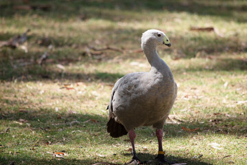 he cape barren goose is in a grassy field