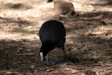 the Eurasian coot is looking for food