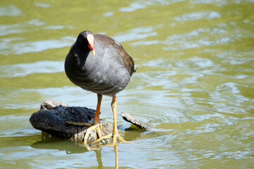 the dusky moore hen is standing on a rock surrounded by water