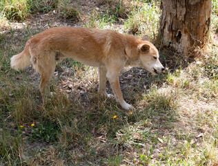 the dingo is chewing a chicken leg