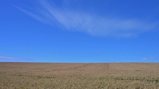 Weites Weizenfeld unter einem klaren blauen Himmel mit wenigen Wolken, Waimate, Canterbury, S&uuml;dinsel, Neuseeland, Ozeanien