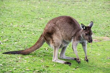 the kangaroo island kangaoo is sticking out his tongue