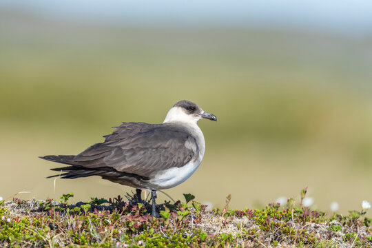 Arctic skua (Stercorarius parasiticus)