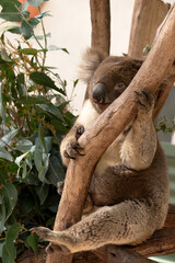 the koala is in the  tree resting