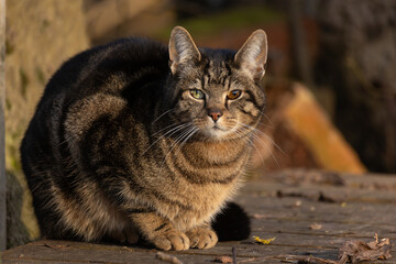 Katze  liegt auf Holz © Nadine Haase