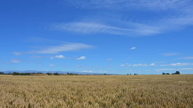 Weites Weizenfeld unter einem klaren blauen Himmel mit wenigen Wolken, Waimate, Canterbury, S&uuml;dinsel, Neuseeland, Ozeanien