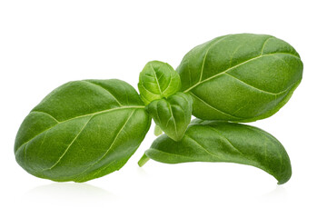 Fototapeta premium Fresh Green Basil Leaves Isolated on White Background