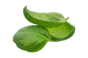 Obraz premium Fresh Green Basil Leaves Isolated on White Background
