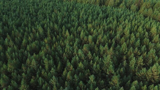 Racheysky forest expanding throughout the natural environment