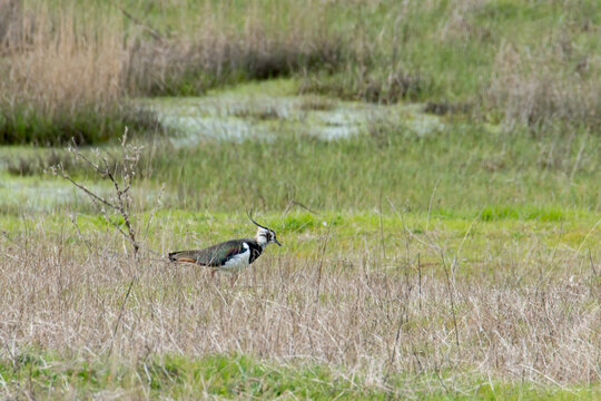 Male northern lapwing, vanellus vanellus, is also known as peewit, pewit or green plover