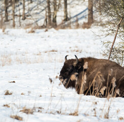  bison  lying in a snow covered landscape