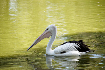 this is a side view of a Pelican