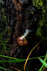 ślimak, kora, drzewo, las ,skorupka, zwierze, © Estera