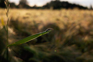przyroda, łąka, las, zwierzęta, robaki, chrząszcze, pszenica, zboże, łodygi, kwiaty,liście © Estera