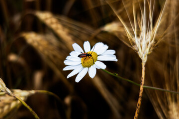 przyroda, łąka, las, zwierzęta, robaki, chrząszcze, pszenica, zboże, łodygi, kwiaty,liście © Estera