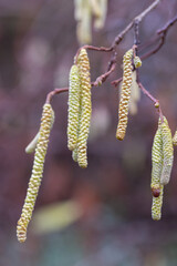 Fototapeta premium Corylus americana- the American hazelnut 1 or American hazel, 2 is a species of deciduous shrub in the genus Corylus, Catkins hanging on a tree branch in early spring, Corylus Avellana Contorta Tree