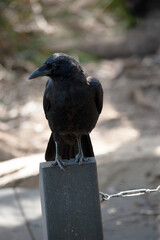 the Australian raven is perched on a pole