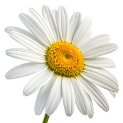 Fototapeta premium White daisy with vibrant yellow center petals in sharp focus isolated on a transparent background white petals