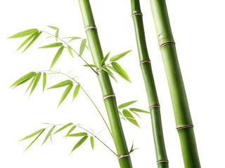 Fototapeta premium Bamboo stalks with slender leaves in vibrant green tones isolated on a transparent background natural texture
