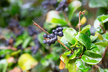 Winter Foliage of the Evergreen Wax Leaf or Japanese Privet Shrub (Ligustrum japonicum 'Rotundifolium') in a Garden