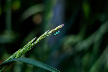 przyroda, zwierzęta, chrząszcz, łąka, zieleń, czerwień, łodygi, lato,wiosna, © Estera