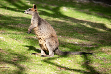 the swamp wallaby is in a field