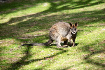 the swamp wallaby is in a field