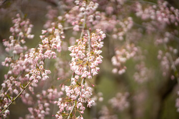 Fototapeta premium Blooming Cherry sakura tree, soft focus closeup. Spring time, season in nature. Fragrant flowers
