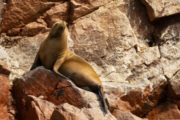 "Female South American sea lion posing on red rocks, Ballestas Islands, Paracas, Peru" © Carlos