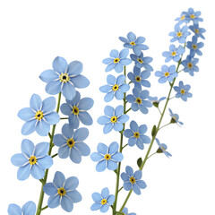 Obraz premium Delicate blue forget-me-not blooms in transparent floral arrangement isolated on a transparent background