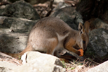 this is a side view of a yellow footed rock wallaby is eating a carrot