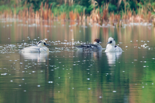 池を泳ぐミコアイサ